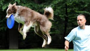 So wird auch Ihr Hund ein Vorzeigetier