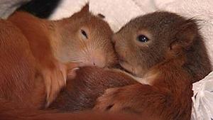 Eichh&ouml;rnchen, Chinchilla und Co.