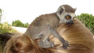 Exotische Tierbabies