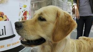 Duftplakate sollen Hunde anlocken Duftplakate sollen Hunde anlocken