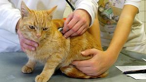 Die 10 häufigsten Katzenkrankheiten