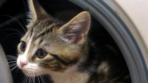 Hier lauern Gefahren für Katzen