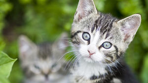 Testen Sie Ihr Katzen-Wissen