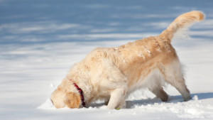 Was Hunde-Pullis & Co wirklich bringen