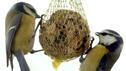 Vögel füttern im Winter - So funktioniert's