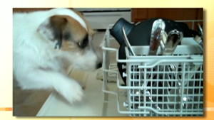 Dieser Hund hilft im Haushalt!