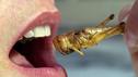 Proteinquelle: So gesund sind Insekten