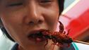 Insekten: Sehr gesund - aber lecker?