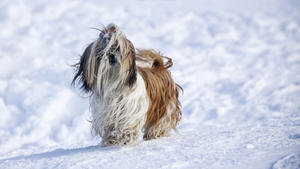 Richtige Pflege f&uuml;r Hunde im Winter