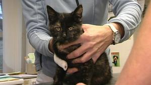 Fundkatze im Hamburger Franziskus-Tierheim. Foto: VOX/VP