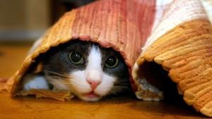 Spielideen für Ihre Katze