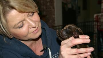 Christiane und Pia Sammer aus Dinslaken haben ein paar turbulente Tage hinter sich: Vorgestern hat ihre Labradorhündin Ellie sieben schokofarbene Welpen ... - ausbildung-zum-blindenfuehrhund