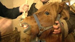 hundkatzemaus-Tierarzt Dr. Wolf untersucht Shetlandpony-Hengst "Tango" hundkatzemaus-Tierarzt Dr. Wolf untersucht Shetlandpony-Hengst "Tango"
