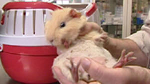 hundkatzemaus: Meerschweinchen