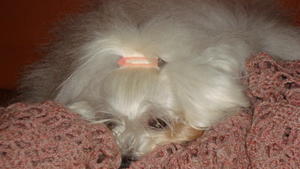 Der Hundeprofi: Coton-de-Tuléar-Hündin Zita Der Hundeprofi: Coton-de-Tuléar-Hündin Zita