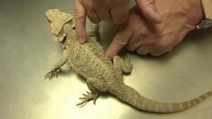 hundkatzemaus-Tierarzt Dr. Wolf untersucht eine Bartagame hundkatzemaus-Reporterin Diana Eichhorn mit Tausendfüßler