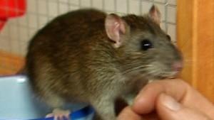 Zierliche Haustiere: Ratten