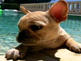 Beckhams Dogge lebt in Saus und Braus