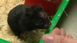 hundkatzemaus: Goldhamster hundkatzemaus-Tierarzt Dr. Wolf untersucht einen Goldhamster mit Bisswunde
