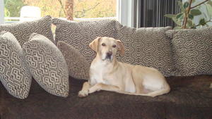 Der Hundeprofi: Labrador-Mix Sammy