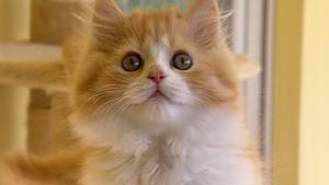 hundkatzemaus: Perserkatze mit Nase hundkatzemaus: Perserkatze mit Nase