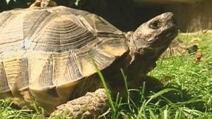 Schildkr&ouml;ten