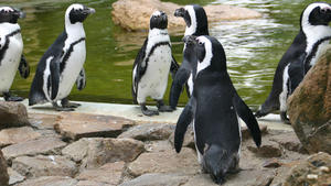 hundkatzemaus: Brillenpinguine im Allwetterzoo Münster hundkatzemaus-Reporterin Diana Eichhorn, Pfleger Peter Vollbracht