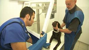 hundkatzemaus: Blindenführhund Dolph beim Tierarzt