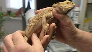 hundkatzemaus: Bartagame hundkatzemaus-Tierarzt Dr. Wolf untersucht eine Bartagame