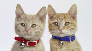 Wie gut kennen Sie Katzen?