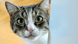 IQ-Test: Wie clever ist Ihre Katze?