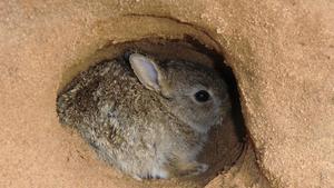 Wildhäschen Frank Weber und das Wildkaninchen