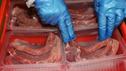Foodwatch: Die Essensretter