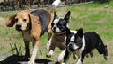 Welcher Hund ist auf Platz 1?