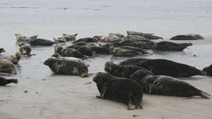 Planet Blue hundkatzemaus Seehund