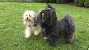 hundkatzemaus: Diana Eichhorn präsentiert die Hunderasse der Havaneser hundkatzemaus: Diana Eichhorn präsentiert die Hunderasse der Havaneser