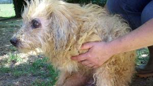 hundkatzemaus: Mischlingshund Bambi lebte in Italien unter schlimmen Bedingungen