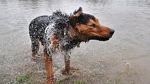 Hund schießt Herrchen ab