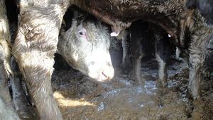 Tiertransporte: Katastrophale Bedingungen