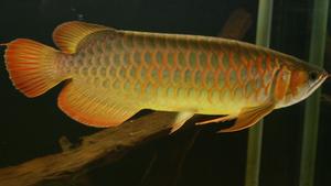 VOX hundkatzemaus: Drachenfisch