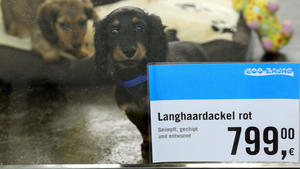 Hundewelpen im 'Tier-Supermarkt'. Hundewelpen im 'Tier-Supermarkt'.
