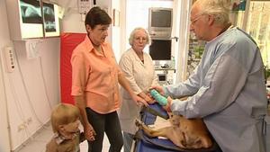 VOX hundkatzemaus: Untersuchung von Boxer-Dame Chili Boxer-Dame Chili