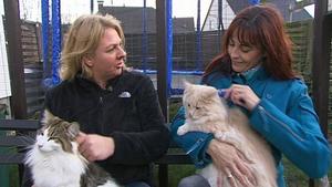Norwegische Waldkatzen VOX hundkatzemaus: Diana Eichhorn und eine Norwegische Waldkatze