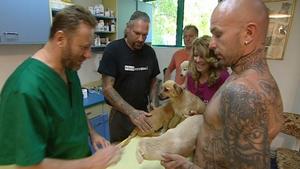 VOX hundkatzemaus: Hundefamilie beim Tierarzt VOX hundkatzemaus: Hundefamilie beim Tierarzt