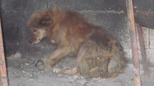 VOX hundkatzemaus: Straßenhündin Kessi VOX hundkatzemaus: Hundefamilie beim Tierarzt