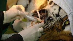 Wurzelbehandlung f&uuml;r Tiger Elroy