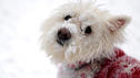 Was Hunde-Pullis & Co wirklich bringen