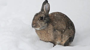 Kaninchen mögen es im Winter kuschelig