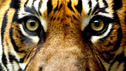 Mit rotem Tigerbalsam gegen die Kälte Mit rotem Tigerbalsam gegen die Kälte