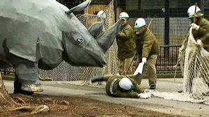 'Nashorn' greift Zoo-Mitarbeiter an
